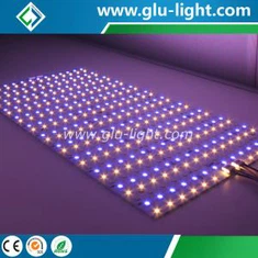中国 OEM はスペシャリストの高い CRI 24V/48V RGBWWW 1 つの CRI95 適用範囲が広い LED シートの 5 色を導きました